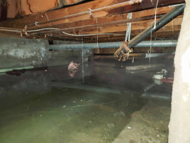 Best Local water damage restoration  in Neillsville, WI