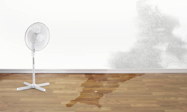 Best Professional water damage repair  in Neillsville, WI