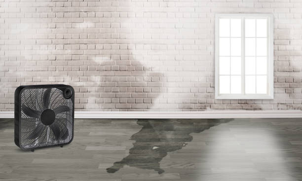 Best Water damage restoration near me  in Neillsville, WI