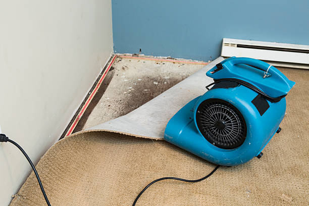 Best Water damage restoration services  in Neillsville, WI